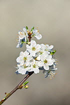 Blackthorn blossom (Prunus spinosa), Somerset Levels, England, UK, April