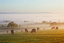 Cattle grazing at dawn, view over Walton towards Westhay and Shapwick from Walton Hill, Somerset Levels, Somerset, England, UK, April 2011