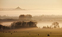 View towards Glastonbury tor from Walton Hill at dawn, Somerset Levels, Somerset, England, UK, April 2011
