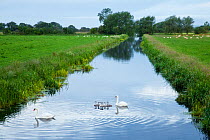 Mute swans (Cygnus olor) and cygnets on rhyne, King's Sedgemoor, Somerset Levels, Somerset, England, UK, June 2011
