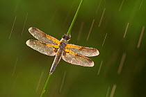 Four-spotted chaser dragonfly (Libellula quadrimaculata) in rain, Westhay SWT reserve, Somerset Levels, England, UK, June. Photographer quote: 'Photographing in wet conditions can often result in inte...