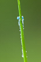 Azure damselfly (Coenagrion puella) flat against reed stem, only eyes visible, Westhay SWT reserve, Somerset Levels, England, UK, June