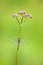 Black-tailed skimmer dragonfly (Orthetrum cancellatum), Westhay SWT reserve, Somerset Levels, England, UK