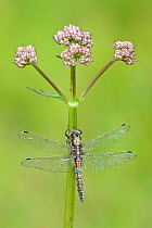 Black-tailed skimmer dragonfly (Orthetrum cancellatum), Westhay SWT reserve, Somerset Levels, England, UK