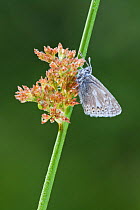 Common blue butterfly (Polyommatus icarus) resting on soft rush (Juncus effusus). Westhay SWT reserve, Somerset Levels, England, UK, June