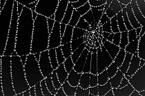 Spider's web covered in dew, Westhay SWT reserve, Somerset Levels, England, UK, June