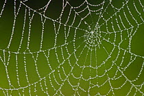Spider's web covered in dew, Westhay SWT reserve, Somerset Levels, England, UK, June. Photographer quote 'Always an appealing subject, but only on rare occassions is the air still enough to allow clos...