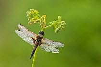 Four-spotted chaser dragonfly (Libellula quadrimaculata) on fern, Westhay SWT reserve, Somerset Levels, England, UK