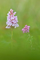 Cross-leaved heath (Erica tetralix) and Heath-spotted orchid (Dactylorhiza maculata) in bloom on Street Heath SWT reserve, Somerset Levels, Somerset, England, UK, June. 2020VISION Book Plate.