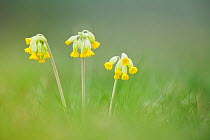 Cowslip flowers (Primula veris), Catcott SWT reserve, Somerset Levels, England, UK, April. Did you know? The Latin name of Cowslips - Primula veris, means First of Spring.