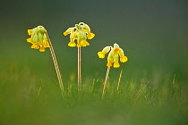 Cowslip flowers (Primula veris), Catcott SWT reserve, Somerset Levels, England, UK, April. Photographer quote: 'Finding a perfect group of cowslips takes time, as does washing all your clothes when yo...