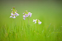 Cuckoo flower / Lady's Smock (Cardamine pratensis), Catcott Lows SWT reserve, Somerset Levels, England, UK, April