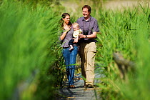 Family, couple with baby, walking through reedbeds on boardwalk at Westhay SWT reserve, Somerset Levels, Somerset, England, UK, June 2011 Model released