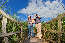Family, couple with baby, birdwatching in reedbeds at Westhay SWT reserve, Somerset Levels, Somerset, England, UK, June 2011 Model released. Did you know? Westhay Somerset Wildlife Trust reserve is a...