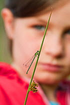 Young girl watching damselfly (Coenagrion sp) at Westhay SWT reserve, Somerset Levels, Somerset, England, UK, June 2011 Model released