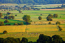 View south over the Somerset Levels from Walton Hill in summer, View includes Butleigh Moor, Somerton Moor, Street Moor, Low Ham Moor, Walton Moor, Pitney Moor, Huish Moor, Somerset, UK, June 2011
