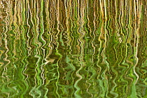 Abstract reflection of reeds in rippled water, Westhay Moor SWT reserve, Somerset Levels, Somerset, England, UK, June 2011