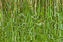 Abstract reflection of reeds in rippled water, Westhay Moor SWT reserve, Somerset Levels, Somerset, England, UK, June 2011