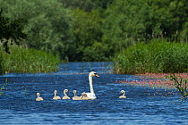 Mute swan (Cygnus olor) and cygnets on water, Westhay Moor SWT reserve, Somerset Levels, Somerset, England, UK, JUne 2011