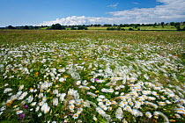 Wildflower meadow with Ox-eye daisies on Aller Moor, Wedmore, Somerset Levels, Somerset, England, UK, June 2011
