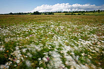 Wildflower meadow with Ox-eye daisies on Aller Moor, Wedmore, Somerset Levels, Somerset, England, UK, June 2011