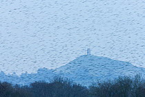 Large flock of Common starlings (Sturnus vulagaris) flying to roost, passing Glastonbury Tor viewed from Ham Wall RSPB reserve, Somerset Levels, Somerset, England, UK, January 2011