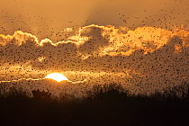 A large flock (murmuration) of Starlings (Sturnus vulgaris) coming in to roost at Shapwick, Somerset Levels, Somerset, England, UK, February 2011