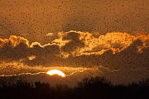 Starlings (Sturnus vulgaris) coming in to roost at Shapwick, Somerset Levels, Somerset, England, UK. Photographer quote: 'Several million starlings roost on the Somerset Levels during the winter month...