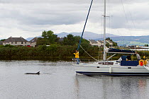 Yacht entering Inverness Marina with Bottlenose dolphin (Tursiops truncatus) bow riding. Moray Firth, Inverness-shire, Scotland, UK, August 2011
