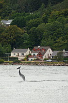 Bottlenose dolphin (Tursiops truncatus) breaching in Kessock Narrows, viewed from Inverness Marina, Inverness-shire, Moray Firth, Scotland, UK, August 2011