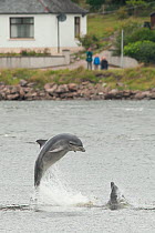 Bottlenose dolphin (Tursiops truncatus) breaching in Kessock Narrows, viewed from Inverness Marina, Inverness-shire, Moray Firth, Scotland, UK, August 2011, sequence 1/3