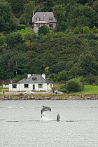 Bottlenose dolphin (Tursiops truncatus) breaching in Kessock Narrows, viewed from Inverness Marina, Inverness-shire, Moray Firth, Scotland, UK, August 2011, sequence 2/3
