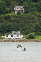 Bottlenose dolphin (Tursiops truncatus) breaching in Kessock Narrows, viewed from Inverness Marina, Inverness-shire, Moray Firth, Scotland, UK, August 2011, sequence 3/3