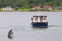 Bottlenose dolphin (Tursiops truncatus) breaching in front of dolphin-watching tourist boat in Kessock Narrows, viewed from Inverness Marina, Inverness-shire, Moray Firth, Scotland, UK, August 2011, s...