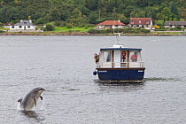 Bottlenose dolphin (Tursiops truncatus) breaching in front of dolphin watching tourist boat in Kessock Narrows, viewed from Inverness Marina, Inverness-shire, Moray Firth, Scotland, UK, August 2011, s...