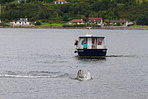 Bottlenose dolphin (Tursiops truncatus) breaching in front of dolphin-watching tourist boat in Kessock Narrows, viewed from Inverness Marina, Inverness-shire, Moray Firth, Scotland, UK, August 2011