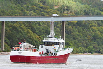 Cargo boat with Bottlenose dolphin (Tursiops truncatus) bow riding, River Ness, Inverness Harbour, Moray Foirth, Scotland, UK, August 2011