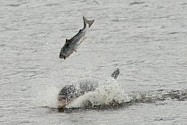 Bottlenose dolphin (Tursiops truncatus) violently throwing large salmon into the air, Kessock Narrows, Moray Firth, Inverness-shire, Scotland, UK, September 2011, sequence 2/6