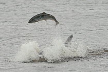 Bottlenose dolphin (Tursiops truncatus) violently throwing large salmon into the air, Kessock Narrows, Moray Firth, Inverness-shire, Scotland, UK, September 2011, sequence 3/6