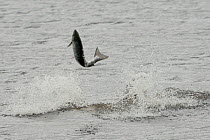 Bottlenose dolphin (Tursiops truncatus) violently throwing large salmon into the air, Kessock Narrows, Moray Firth, Inverness-shire, Scotland, UK, September 2011, sequence 4/6