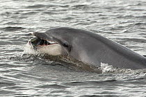 Bottlenose dolphin (Tursiops truncatus) holding large salmon in mouth, Kessock Narrows, Moray Firth, Inverness-shire, Scotland, UK, September 2011, sequence 5/6