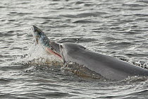 Bottlenose dolphin (Tursiops truncatus) throwing large salmon into the air, Kessock Narrows, Moray Firth, Inverness-shire, Scotland, UK, September 2011, sequence 6/6. Did you know? Like some other pre...