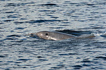 Bottlenose dolphin (Tursiops truncatus) at surface in Kessock narrows, showing blowhole as it breathes, Inverness, Moray Firth, Scotland, UK, September 2011