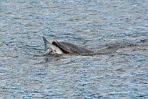 Bottlenose dolphin (Tursiops truncatus) feeding on large salmon, Moray Firth, Inverness-shire, Scotland, UK, September 2011