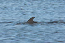 Bottlenose dolphin (Tursiops truncatus) racing through the water, dorsal fin showing, Moray Firth, Inverness-shire, Scotland, UK, September 2011