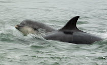 Two Bottlenose dolphins (Tursiops truncatus) racing through the water, Moray Firth, Inverness-shire, Scotland, UK, August 2011