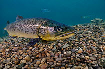 Brown Trout (Salmo trutta) in disused quarry,~Jackdaw Quarry, Capernwray, Carnforth, Lancashire, UK, August