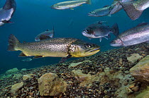 Brown Trout (Salmo trutta) and Rainbow Trout (Oncorhynchus mykiss) in disused quarry, Jackdaw Quarry, Capernwray, Carnforth, Lancashire, UK, August