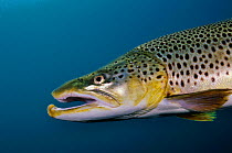 Brown Trout (Salmo trutta) in disused quarry, Jackdaw Quarry, Capernwray, Carnforth, Lancashire, UK, August