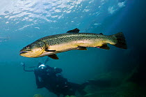 Diver and Brown Trout (Salmo trutta) in disused quarry, Jackdaw Quarry, Capernwray, Carnforth, Lancashire, UK, August